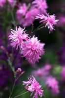 Lychnis flos-cuculi 'Jenny' - Double form of native Ragged Robin