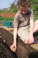 Young boy placing potato tubers in trench
