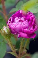 Rosa 'William Lobb' - Moss rose
