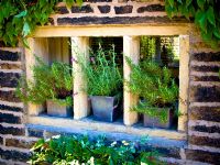 Stone mullioned window on country house with pots of herbs
