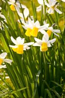 Narcissus 'Jack Snipe' - Dwarf daffodils