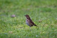 Song Thrush standing on lawn, west Wales