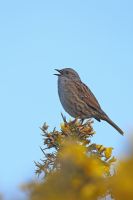 Hedge Sparrow singing in gorse bush, north Wales 