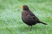 Blackbird - Female standing on lawn with early morning dew