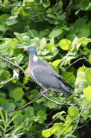 Wood Pigeon perching in tree 