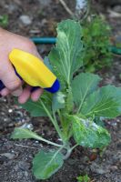 Spraying cabbage aphids with systemic insecticide