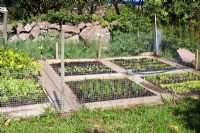 Small enclosed vegetable garden with sprinkler system and wooden planks used as boardwalk
