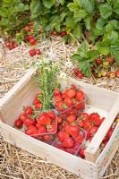 Freshly picked strawberries 'Florence'