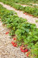 Strawberries 'Florence' in field