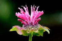 Monarda didyma - Bergamot flower
