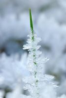 Single grass stem encased in ice crystals