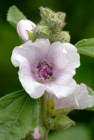 Altheaea officinalis - Marshmallow flower