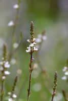 Verbena officinalis - Vervain flower