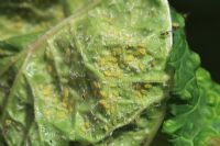 Cryptomyzus ribis - Red Currant blister aphid feeding on underside of leaf