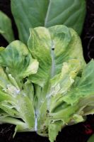 Lettuce mosaic virus showing section through infected plant