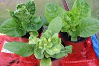 Lettuce mosaic virus infected plant next to healthy plants