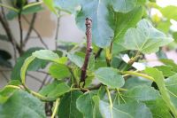 Phomopsis cinerescens - Fig canker can cause dieback of individual shoots