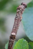 Phomopsis cinerescens - Fig canker produces masses of white conidia on the infected shoot