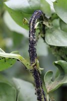 Aphis fabae - Black Bean Aphid colony on broad bean stem 