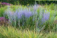 Perovskia 'Blue Spire' with Sesleria nitida in The Walled Garden at Scampston Hall, Yorkshire designed by Piet Oudolf