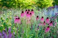 Echinacea pallida in The Walled Garden at Scampston Hall, Yorkshire designed by Piet Oudolf
