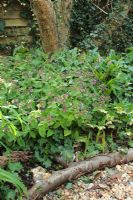 Pulmonaria saccharata planted as ground cover with Helleborus orientalis, Hedera helix, Arum italicum and Convallaria majalis in shady area of garden. Planted beneath Cotoneaster Cornubia.