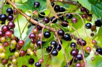 Ribes nigrum 'Mailing Jet' - Blackcurrant bush