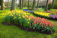 Narcissus 'Pinza' and Tulipa 'Toronto' - Keukenhof Park Gardens, Lisse, Holland