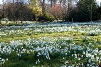 Galanthus nivalis - Carpet of Snowdrops and Eranthis hyemalis - Winter Aconites in the woods at Chippenham Park, Cambridgeshire. NGS Open Day for Snowdrops 10 February 