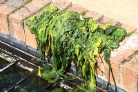 Remove blanketweed from the pond and leave on edge to allow wildlife to return to pond