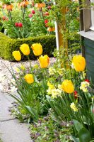 Tulipa 'Juliette' and Narcissus 'Yellow Cheerfulness'