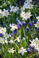 Narcissus 'Ice Wings', Muscari azureum, Muscari latifolium, Muscari 'Valerie Finnes' and Muscari botryoides 'Album' 