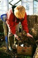 Digging up Dahlia tubers in order to put into storage overwinter - Tubers in box