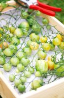 Harvested green tomatoes laid in wooden tray to ripen