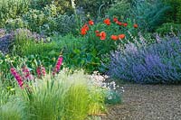 Showing a section of the Gravel Garden including Gladiolus communis, Perovskia and Papaver oriental - The Beth Chatto Gardens
