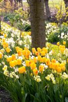 Spring flowerbed beneath tree - Tulipa 'Juliette' and Narcissus 'Yellow Cheerfulness', 'Tripartite' and 'Waterperry'