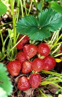 Strawberry 'Hapil'
