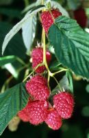 Rubus 'Tulameen' - Raspberries
