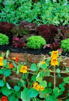Lettuce in raised bed in potager with  Tropaeolum - RHS Chelsea 2001
