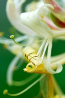 Lonicera periclymenum - Honeysuckle flower 