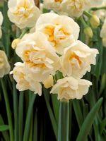 Narcissus 'Bridal Crown'