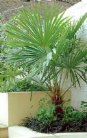 Trachycarpus fortunei underplanted with  Ophopogon and Geranium