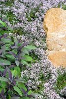 Salvia officinalis and Thymus in the Dorset Water Lily Garden - Romantic Charm at the RHS Hampton Court Flower Show