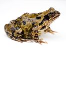 Rana temporaria - Common garden frog