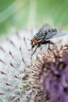 Flesh fly on Onopordum acanthium - Cotton Thistle