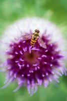 Hoverfly on Onopordum acanthium - Cotton thistle