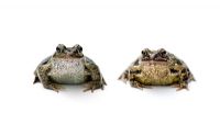 Rana temporaria - Common garden frogs