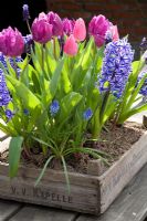 Tulipa and Hyacinthus - Mixed Spring flowers in old wooden tray