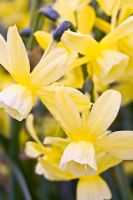 Narcissus triandrus 'Hawera' 