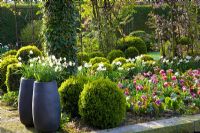 Mixed Spring beds - Tulipa 'Wirosa',  Narcissus 'Thalia' and Bergenia
